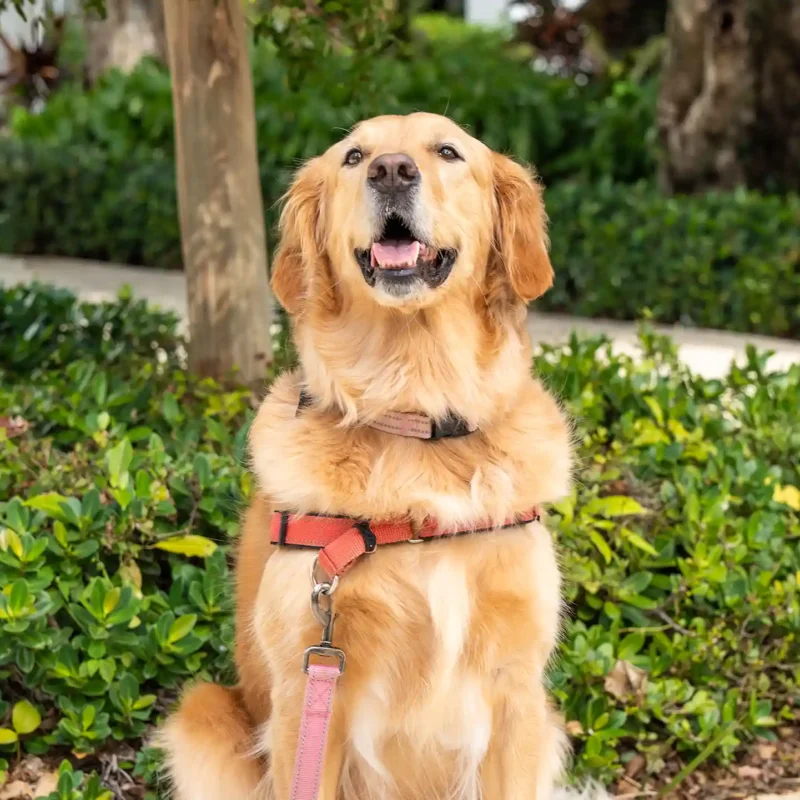 Smiling golden retriever on campus