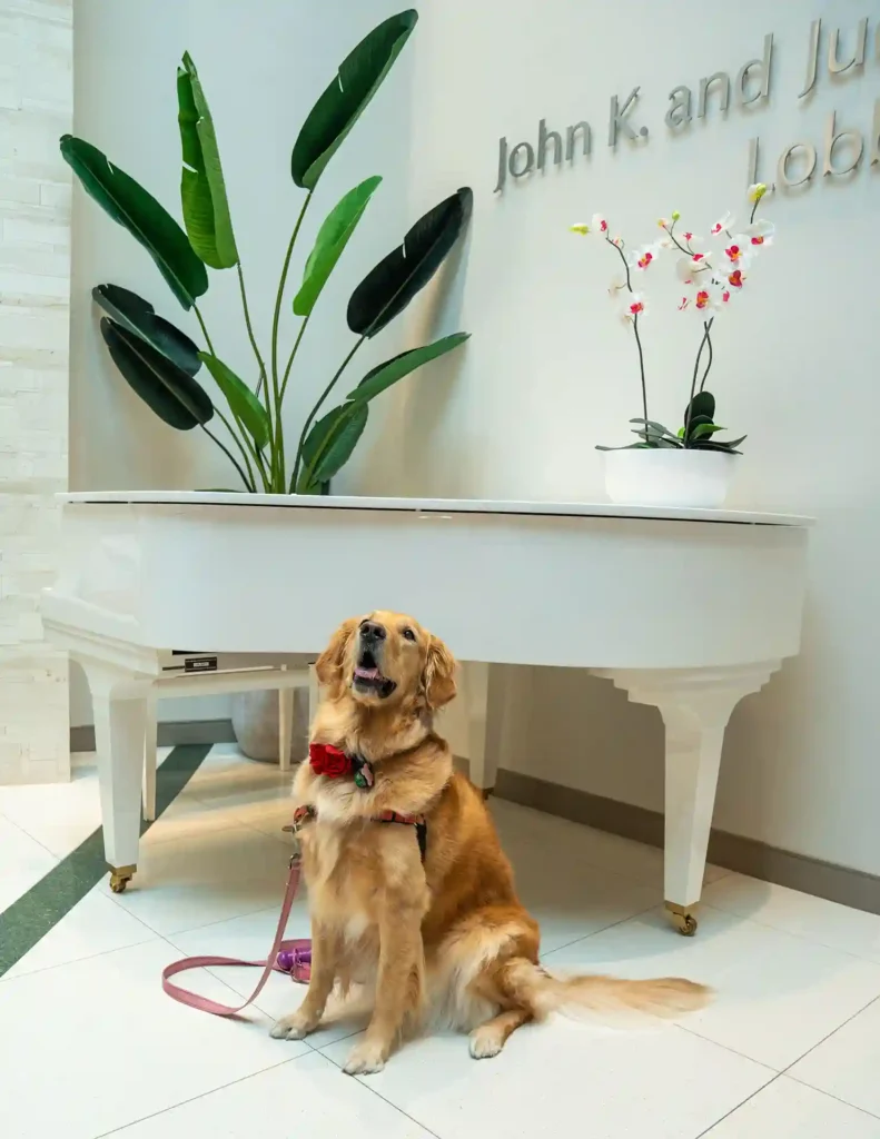 smiling golden retriever in front of piano